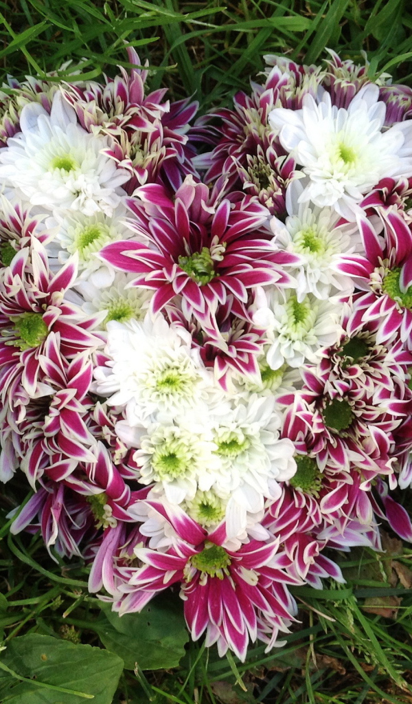 Красивое сердце из цветов хризантема