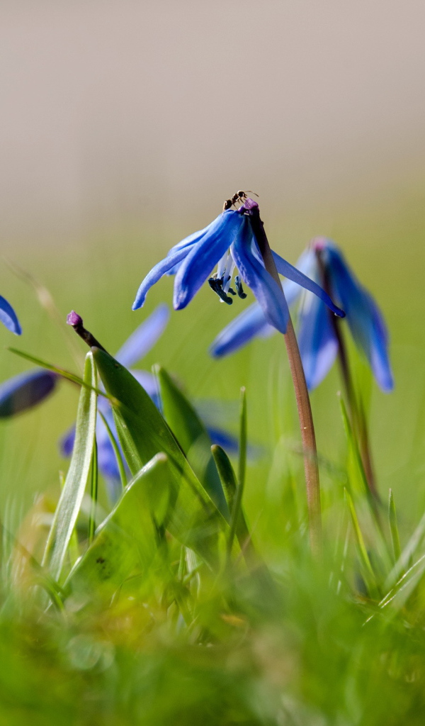 Прекрасные цветы гиацинт на лесной поляне
