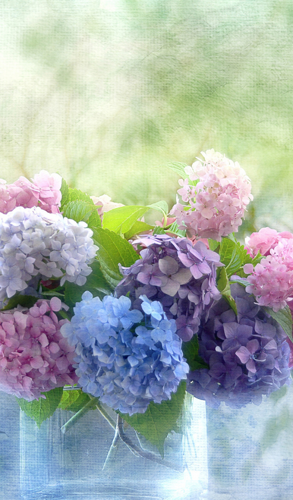 Красивые цветы гортензия в вазе