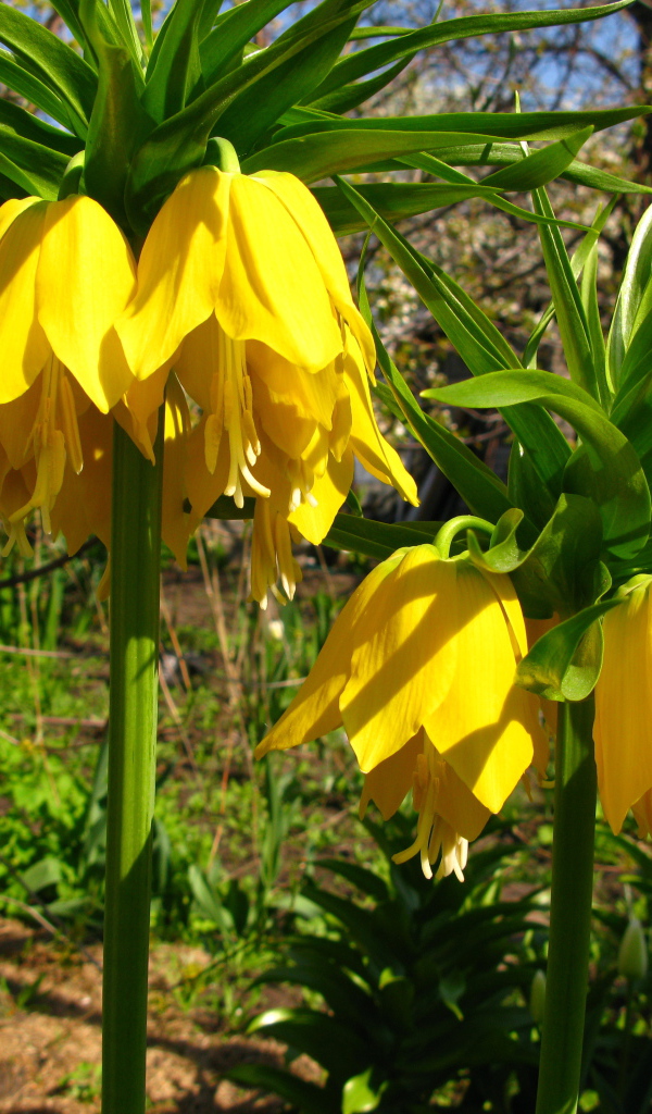 Красивый рябчик императорский в саду