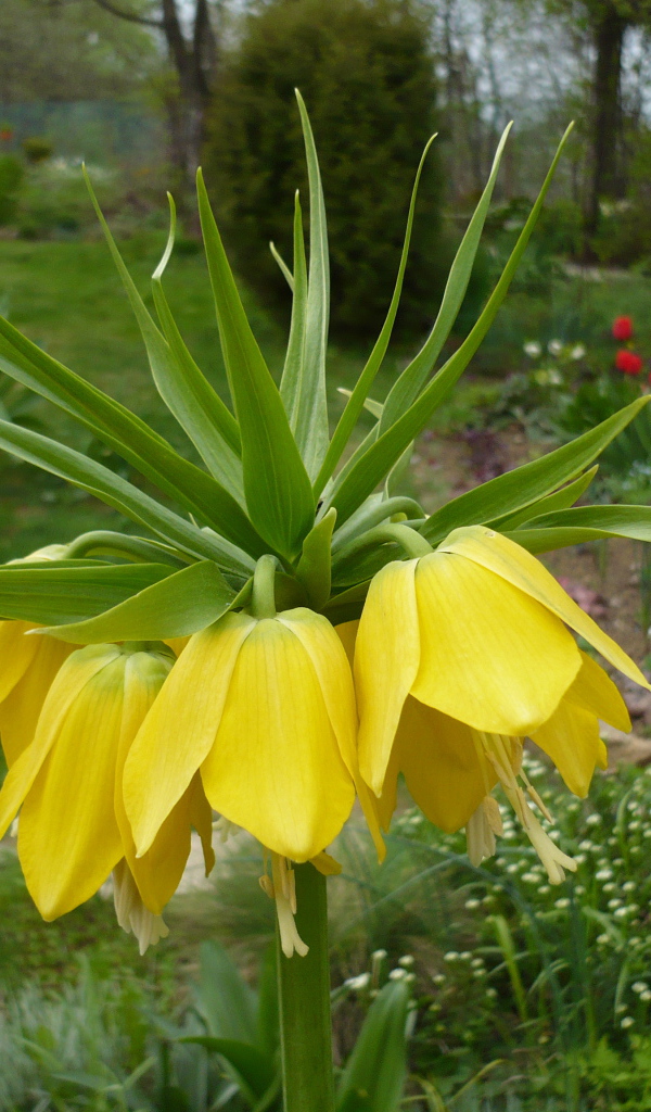 Красивый рябчик императорский на дачном участке