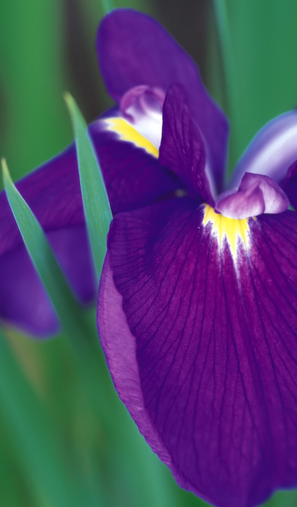 Красивый цветок ирис