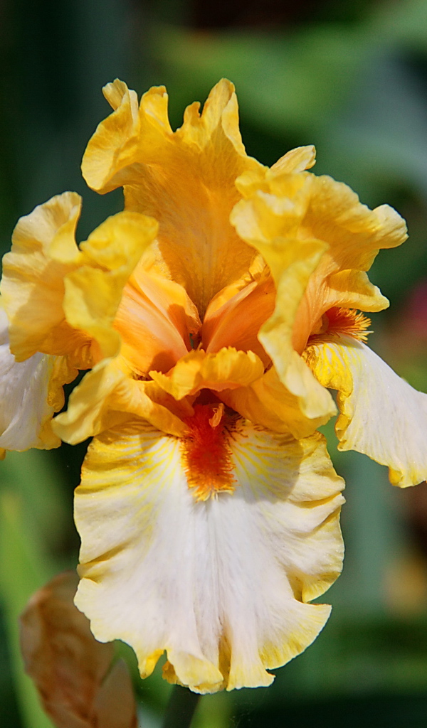 Красивые ирисы в саду