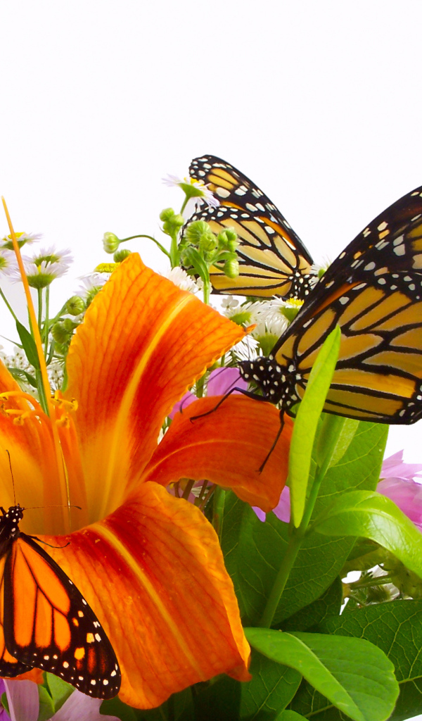 Красивые цветы лилия в парке