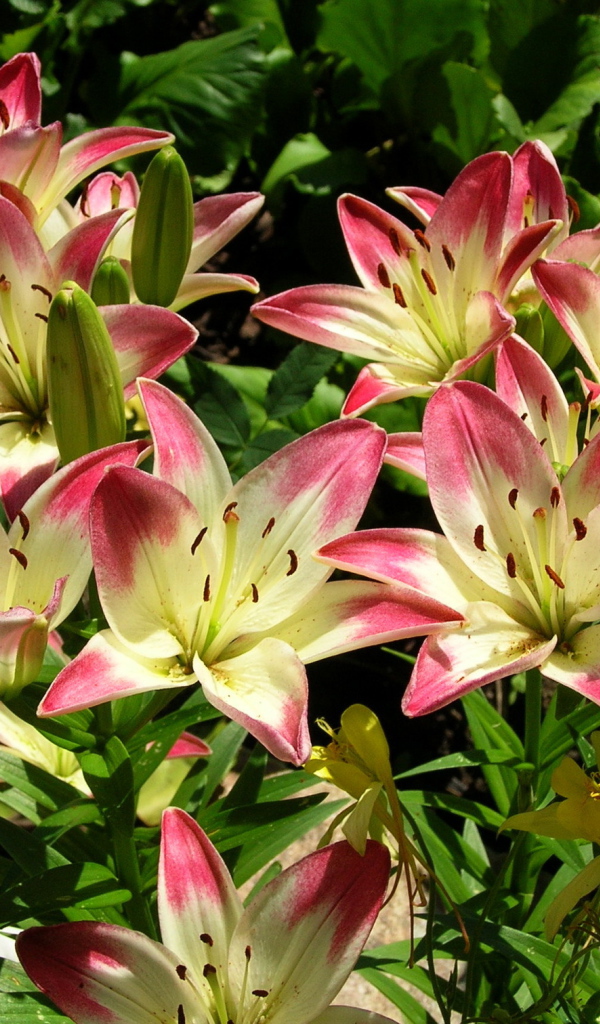 Красивая лилия в саду