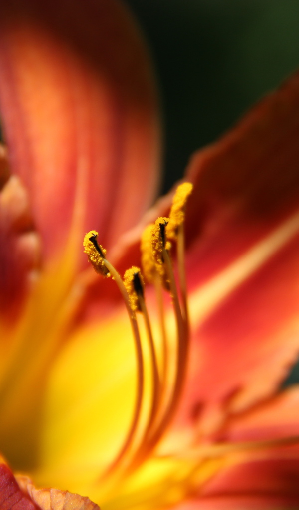 Красивая лилия на дачном участке