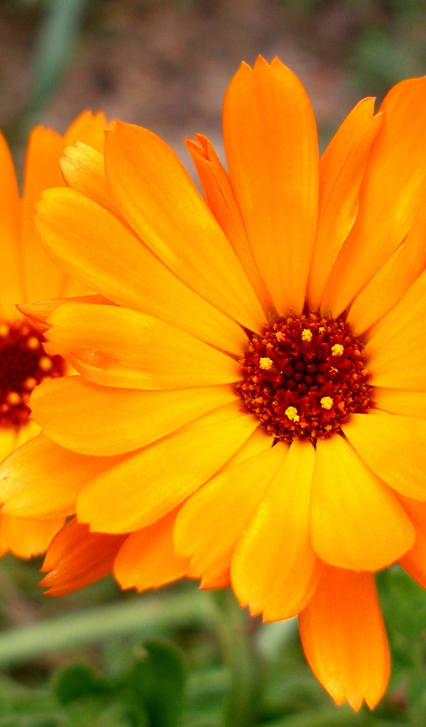 Красивые цветы календулы в саду