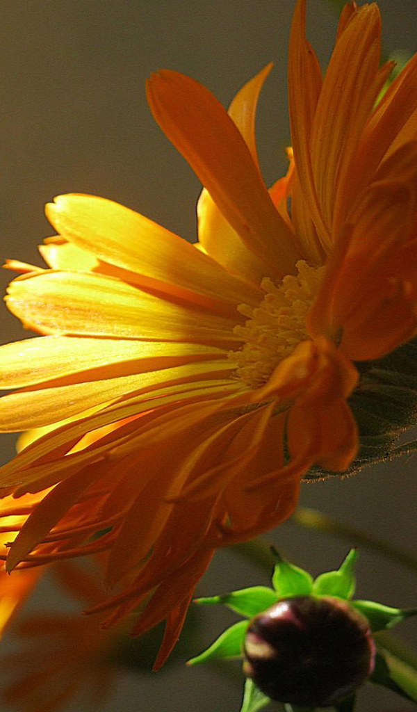 Красивая календула лечебная в саду