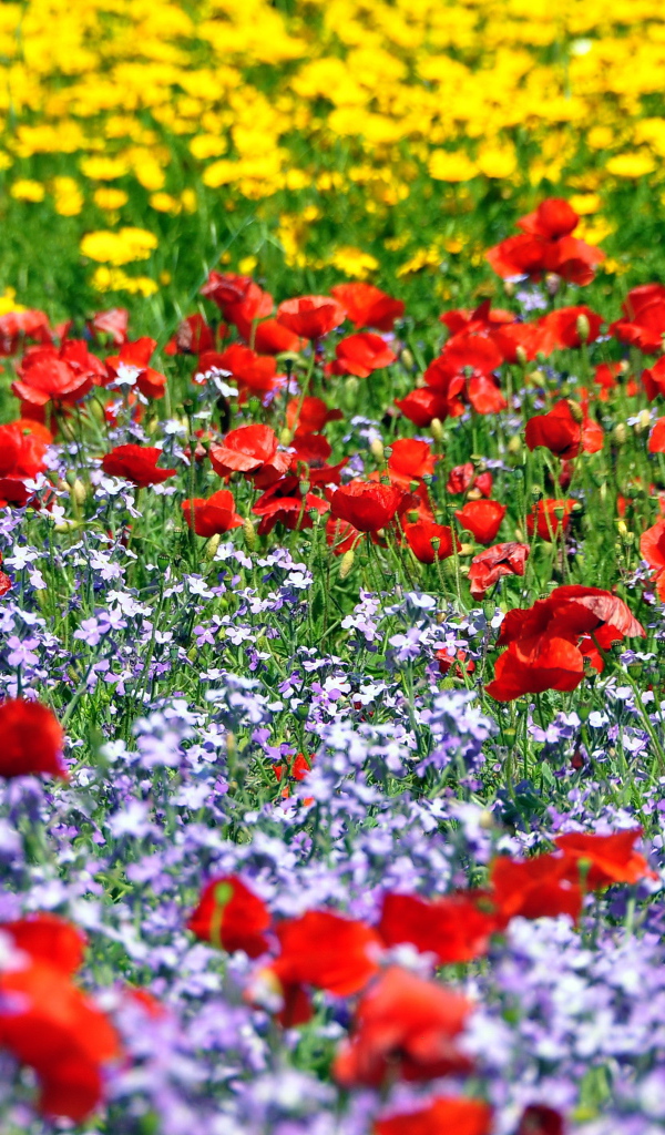 Красивая поляна цветов шафран