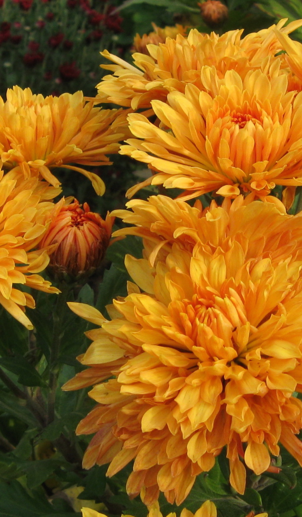 Красивые оранжевые цветы хризантема