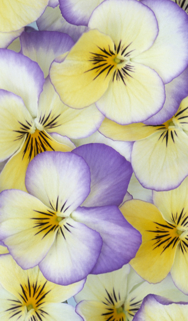 Красивые лепестки цветов анютины глазки