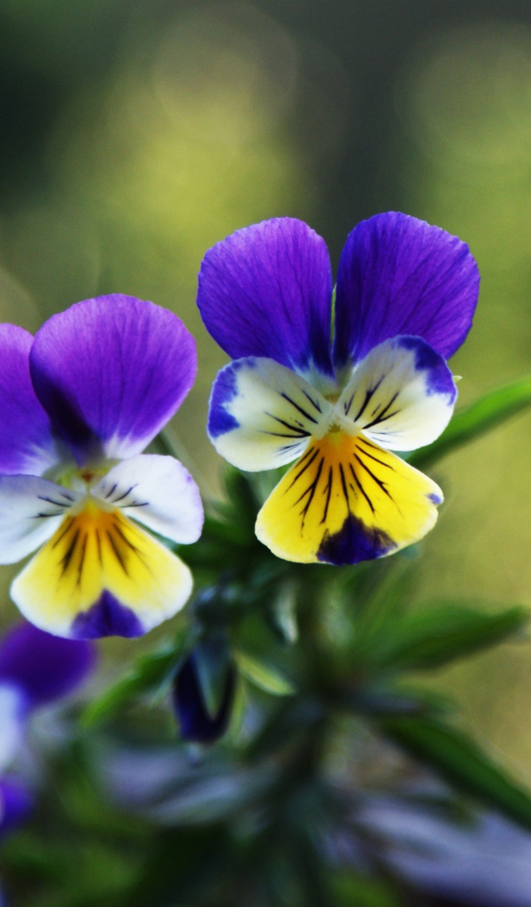 Прекрасные анютины глазки на газоне