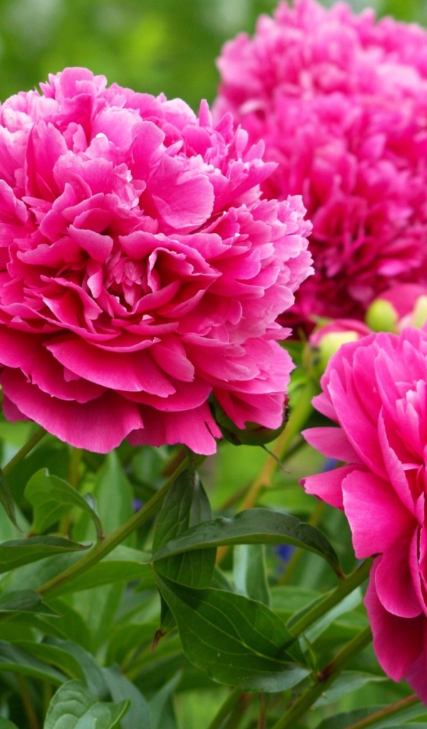 Красивые пионы в лесу