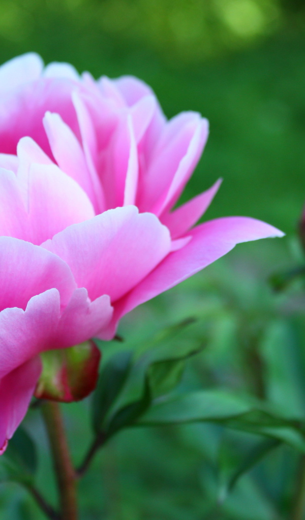 Утром расцвел прекрасный пион