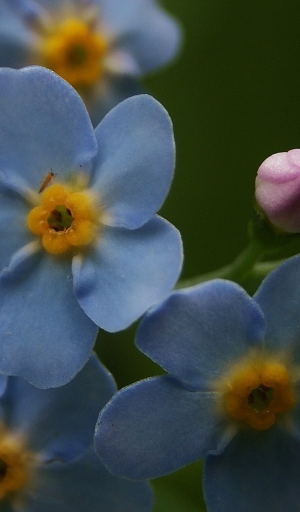 Красивые лепестки растения бруннера