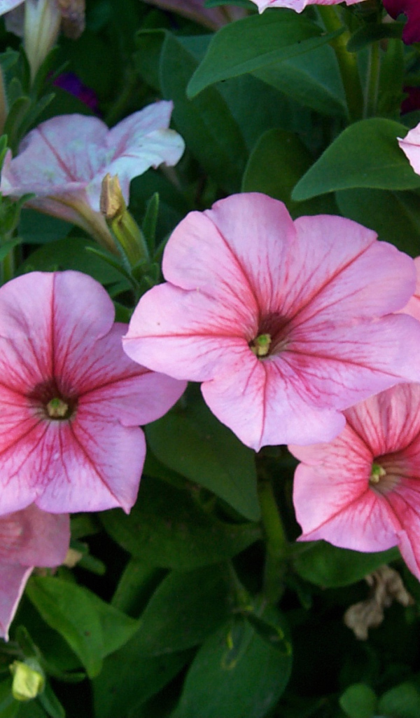 Красивая петуния в саду