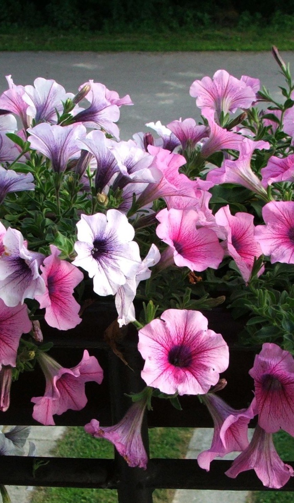 Красивая петуния на дачном участке