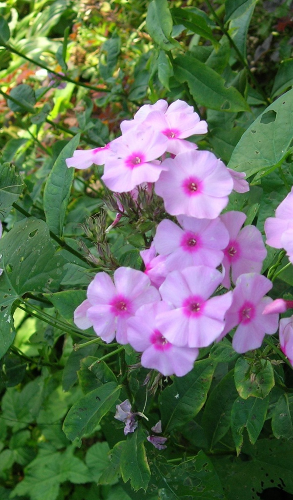 Красивые флоксы в саду