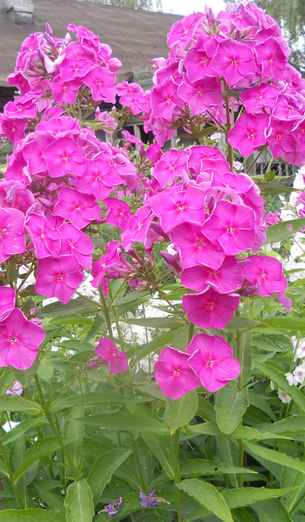 Красивые флоксы возле дома