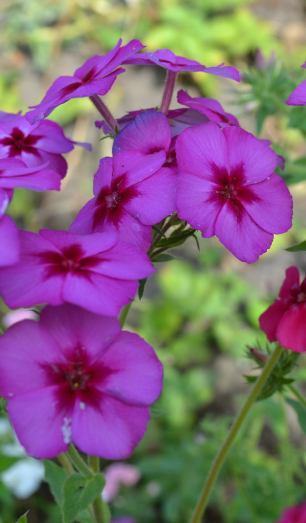 Красивые цветы флоксы в лесу