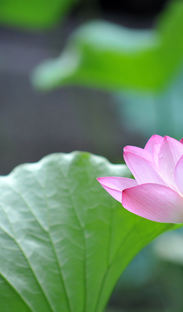 Красивый розовый цветок