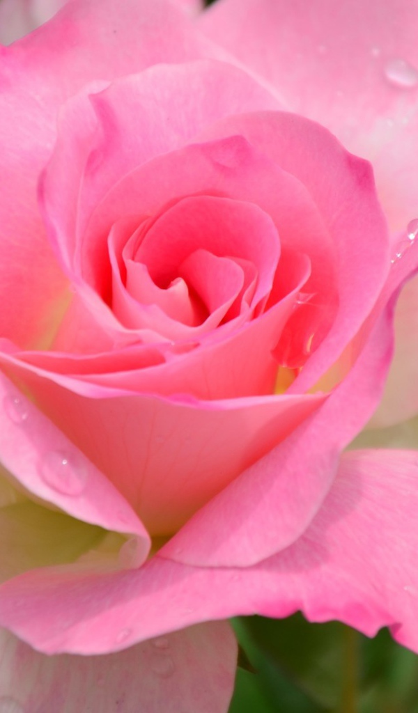 Красивый розовый цветок