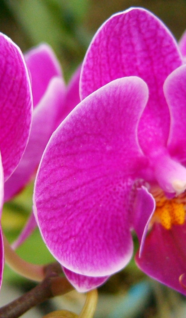 Прекрасные розовые цветы