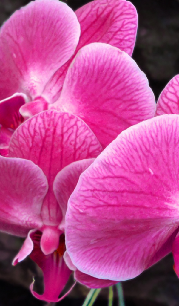 Красивые розовые цветы