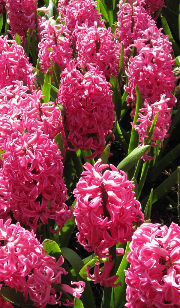 Красивые розовые гиацинты на поляне