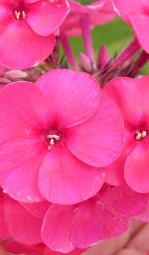 Красивые розовые флоксы на поляне