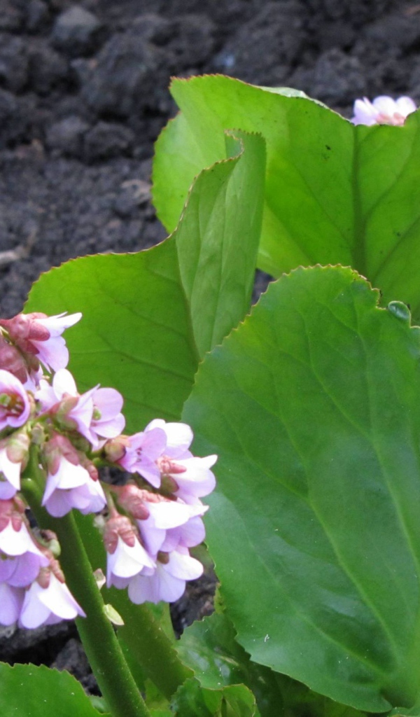 Красивое растение бадан