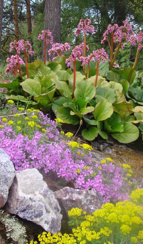 Красивое растение бадан в парке