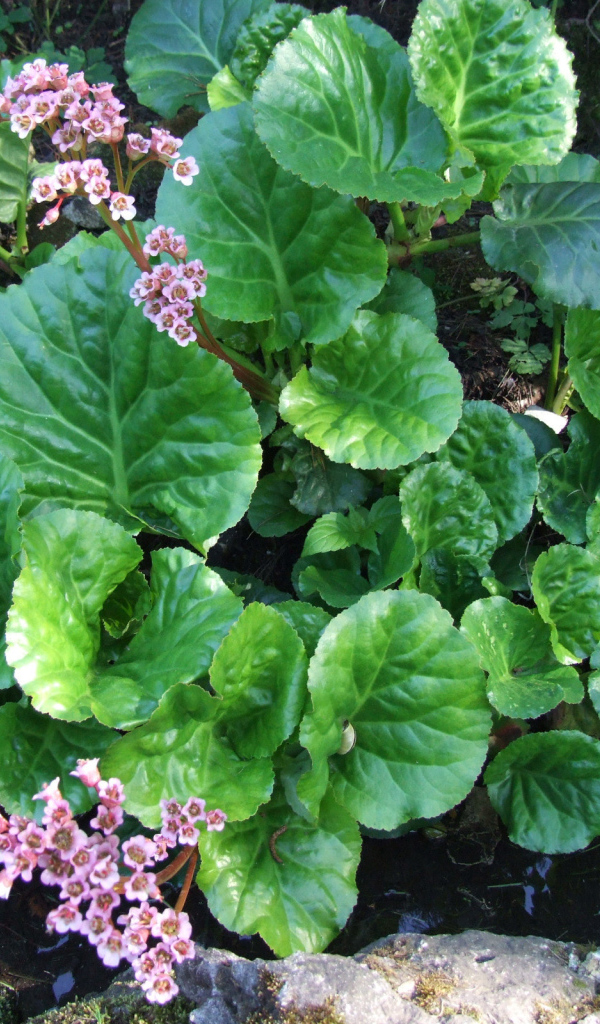 Красивое растение бадан на солнце