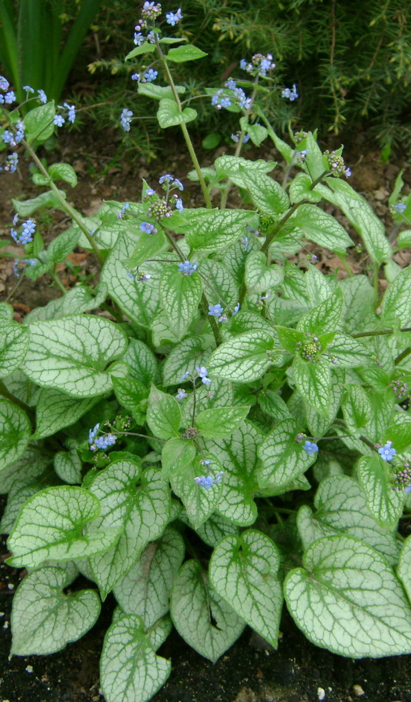 Красивое растение бруннера