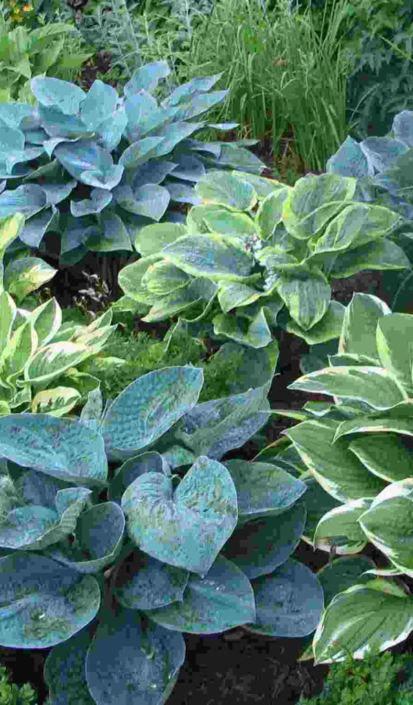 Красивое растение хоста на клумбе в саду