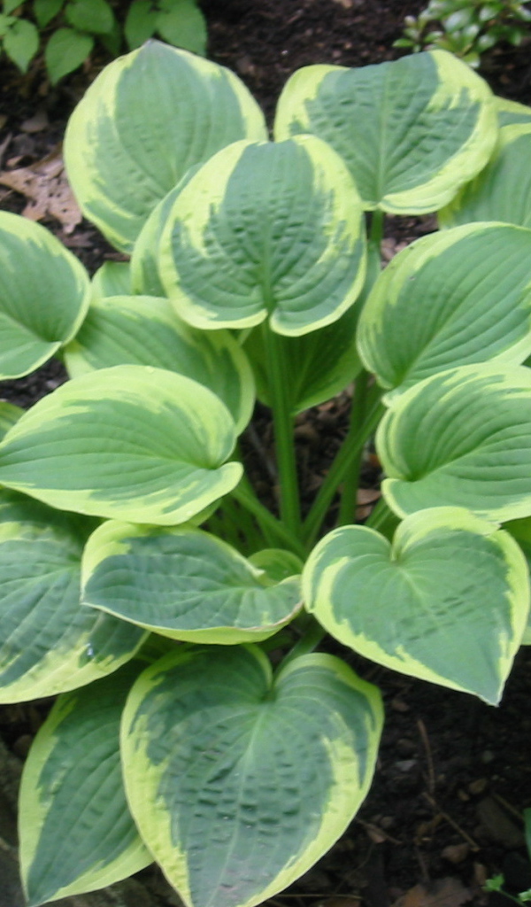 Красивое растение хоста в саду