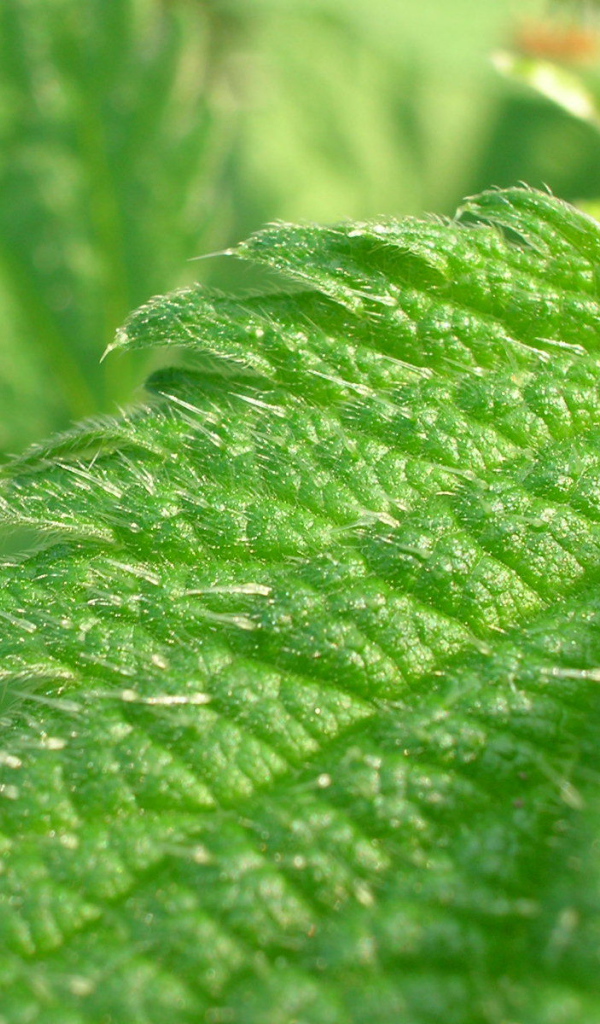 Красивое растение аюга на поляне