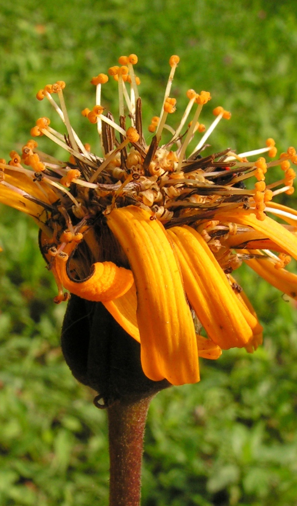 Красивое растение бузульник на поляне