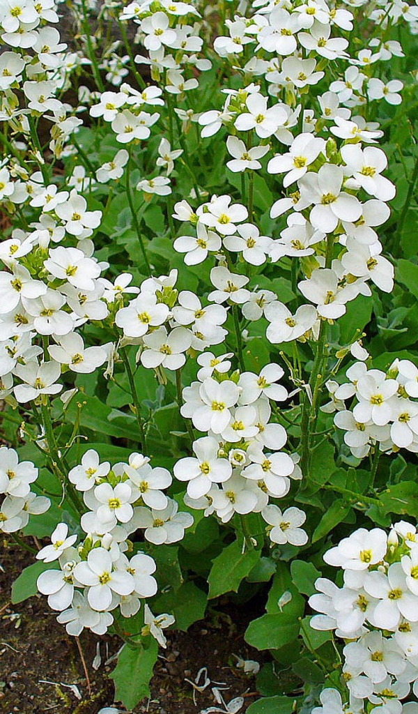 Красивое растение резуха на опушке