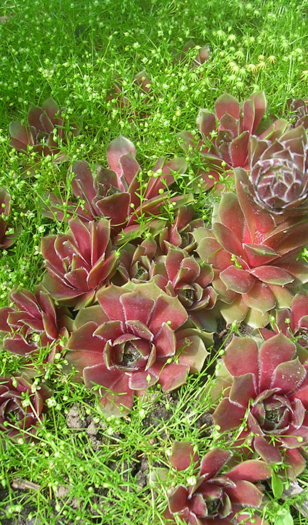 Красивое растение молодило в парке