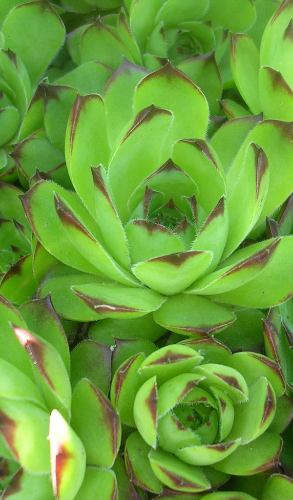 Красивое растение молодило в лесу