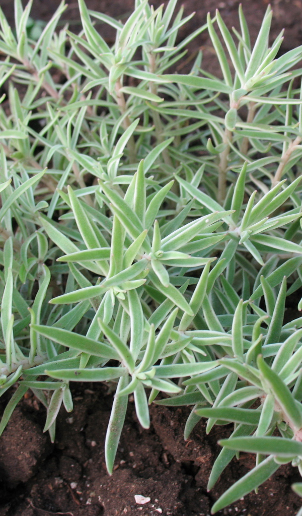 Красивое растение седум в саду