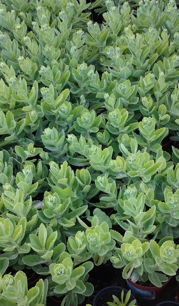 Красивое растение седум в парке