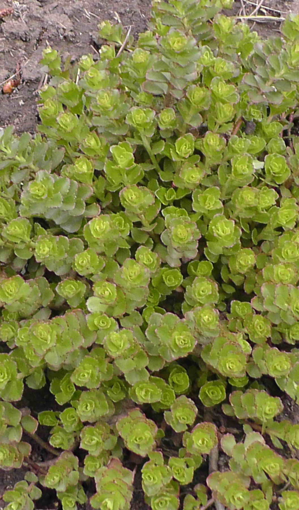 Красивое растение седум на дачном участке