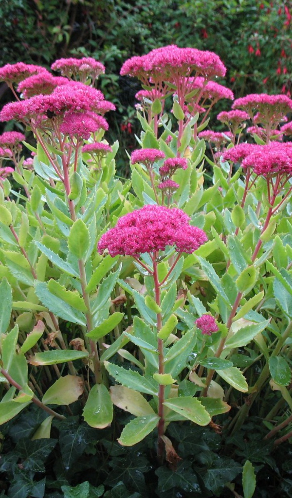 Красивое растение седум на поляне