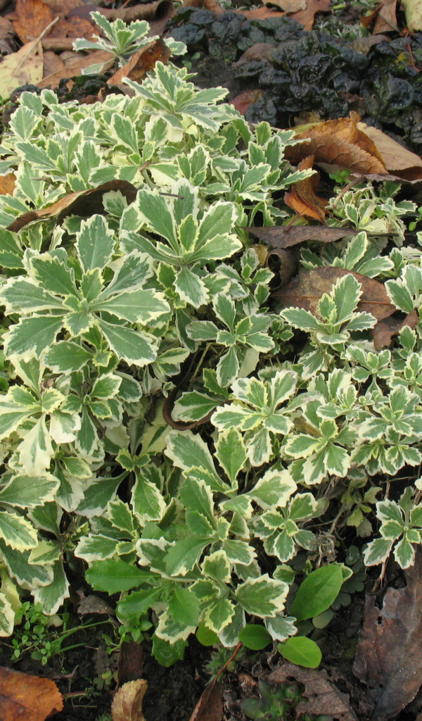 Красивое растение резуха