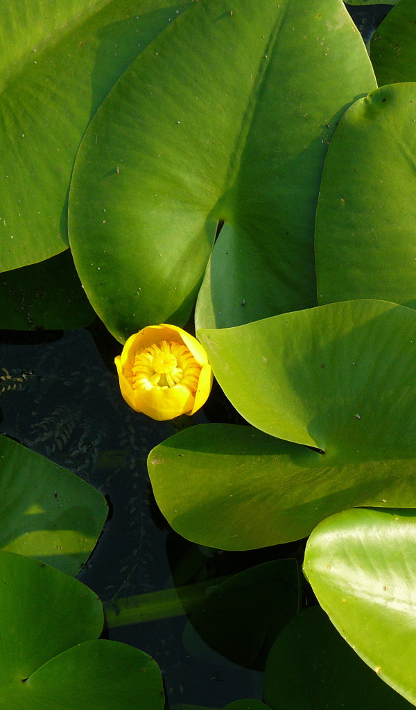 Красивое растение желтая кубышка