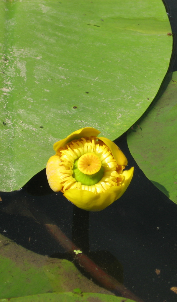 Красивое растение желтая кубышка на воде