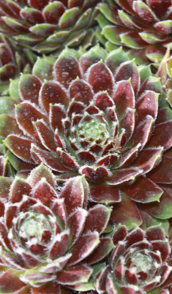 Красивое растение молодило в горшке