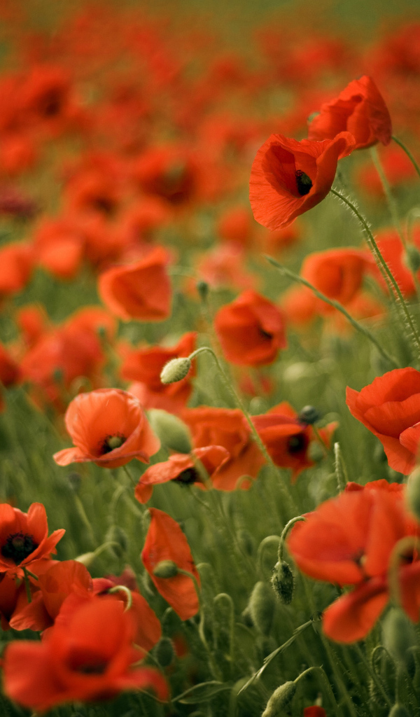 Красивый мак в весеннем поле